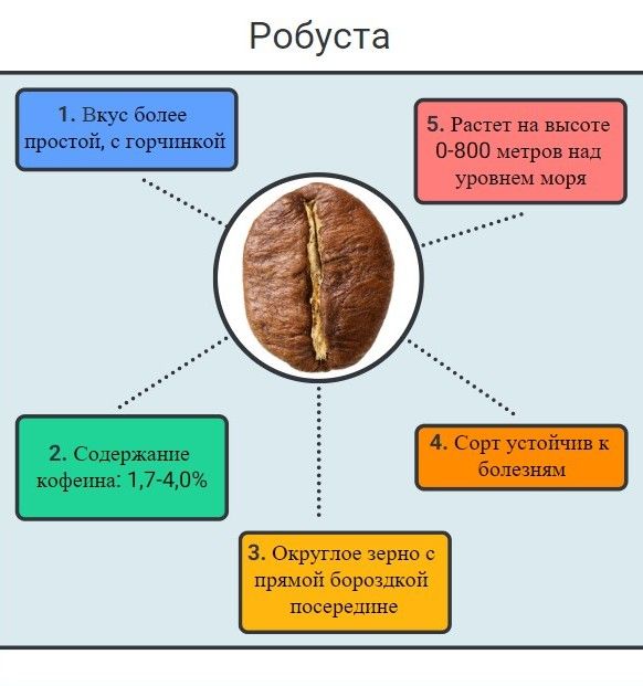 Робуста: особенности сорта